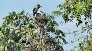 Documentary Of Unlock The Mystery Avian Sanctuary's Tree Visitors EP166