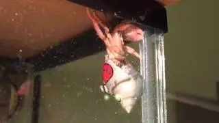 Hermit crab escape artist