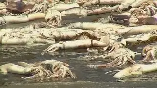 Godzilla 'red tide' kills thousands of sea creatures in Chile