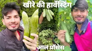 खीरे हार्वेस्टिंग और मार्केट ले जाने की प्रॉसेस......#खीरा #market #harvesting #shortsfeed #farming 