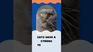 Fascinating Fun Facts About Cats! part 1 🐱💡 #cat #catshorts #cats #catsoftiktok