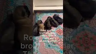 New Shiloh Shepherd Litter