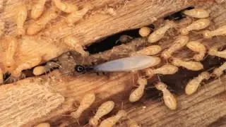 626-344-2464|Termite Inspection Tent Fumigation  Pasadena