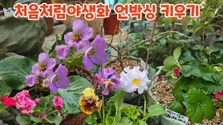 #처음처럼야생화 언박싱 #레위시아 #운용벗나무 #딸기 #분홍설화 #수입비올라 #사랑초 키우기