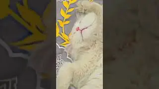Cuteness Overloaded Mash Allah😍😍😍😍#catlovers #funnycat #catsgrooming #fluffycats .
