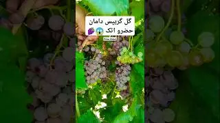 Attock Grapes Farm😱🍇#gulgrapesattock #grape #primeglobal #youtubeshorts #shortvideo #trendingshorts