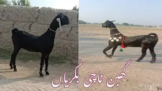 Nachi goats , confirmed 4 & half  month pregnant goats,dancing goats.milking goats,