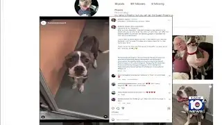 Social media now having influence on pet adoptions