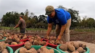 Potato harvest is looking good!