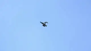 Wingbeat