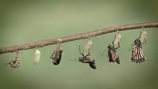 Butterfly In Reverse от Sharifu и The Culturenauts при участии Брайана Ханта (текст песни и видео)