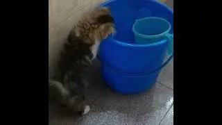 ഇങ്ങനെയൊരു പൂച്ചയെ കണ്ടിട്ടുണ്ടോ... 🥰💗| cat without tail |trending |viral |cat #naughycats #funny