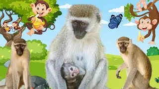 Monkey Sounds Oo Oo Ah Ah | Monkey Funny Video | Monkey Loves Baby | Monkey Activities