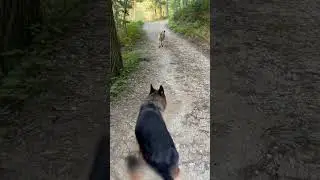 IMPORTANT- socializing my kangals