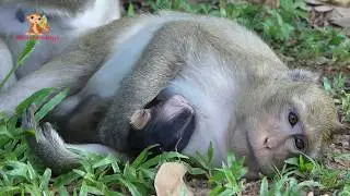Baby Monkey Bree Warm Feels - Mom Hug Her Smart Girl Look At They Lovely