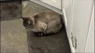 Furball Farm Cat Sanctuary is live!