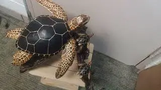 bale of turtles