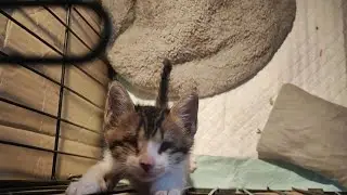 Miumi si kucing tunanetra rewel kepingin mainan