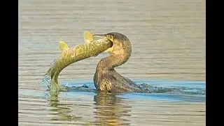 Incredibile!!!guardate quanto mangia questo cormorano