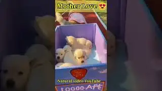 Dog Sacrifice Love Video ❤️cute dog funny video,cute dog funny video 🐕 Dog Mother Dog Love Video