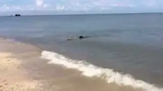 Jersey DOGS