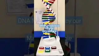 #DNA #model | working model of dna #scienceproject