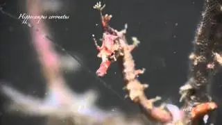 越前では珍しいハナタツ