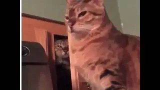 Sneaky Cat sucker punch unaware cat (funny)