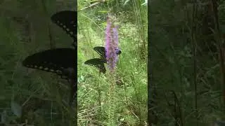 Magical Butterfly Encounter 🌿🦋 Nature Walk in Sam Houston National Forest, Texas #short #shorts