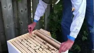 First Time Beekeepers : Day 16 : Looking for eggs