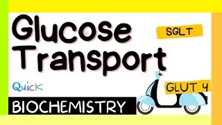 Glucose transport || GLUT & SGLT || Biochemistry || MBBS 1st year