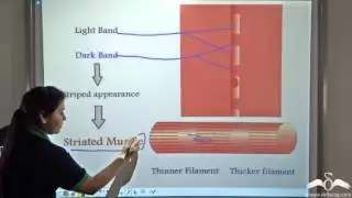 Voluntary Muscle