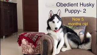 Obedient Husky Puppy 2| Stay Command| 5 months old Husky