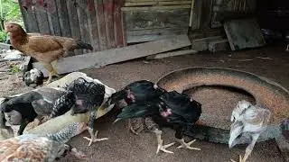 Naturally raised chickens#subscribe #ayam #animals #freerangechickens #nature 