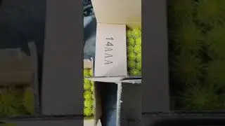 How to pick cactus
