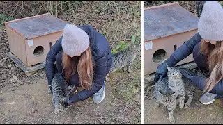 Only a Kind Heart Could Tame Wild Forest Kittens 🐾 From Fear to Trust