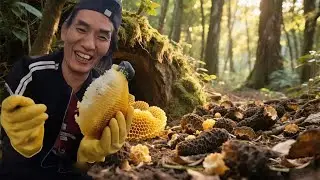 天上真的掉馅饼了，挖蜜挖出天价乌灵参，一斤价格竟高达上万元！ #农村生活#挖蜜