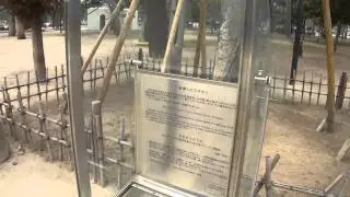 Phoenix Tree, survivor of the A-bomb at Hiroshima