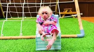 Monkey Kyo is touched by Dad's special gift