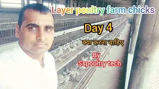layer poultry farm chicks ( days 4)analyses #poultry #मुर्गी #andafarm #chicken