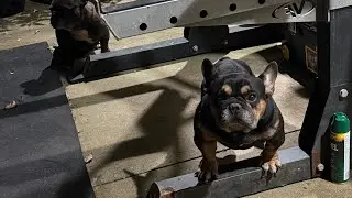 10 Years of Dog Breeding Knowledge in 10 minutes