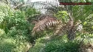 Review kebun sawit
