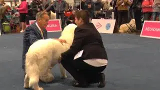 WDS2017 - Pyrenean Mountain Dog - Female -Puppy Class