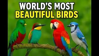 World’s Most Beautiful Birds | Ultimate Wildlife Documentary