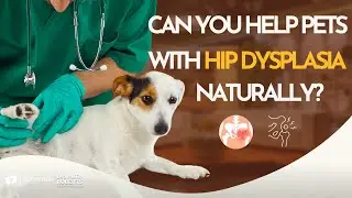 Unlock Mobility Secrets: Prevent Pain & Keep Your Dog Moving!
