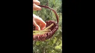 Foraging Pine Tips in Early Spring &ndash; Making Pine Syrup