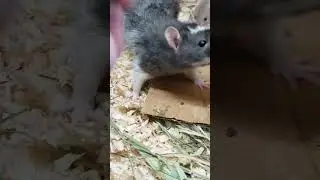 #rats #rodents #rat #fun #animal #reptilelife #babyrat #babys #shortvideo #viralshorts