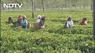 Coronavirus News: Over 200 Covid Positive In Assam Tea Gardens, And Other Top Stories