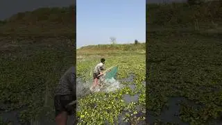 Amazing Village Life Fishing / Boys Catch a Giant Fish #fishing