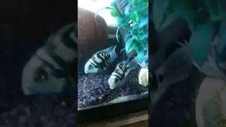 My Fishes #fish #fishtank #pets #petsvlog #viral #aquarium #shorts #shortvideo #viralvideo